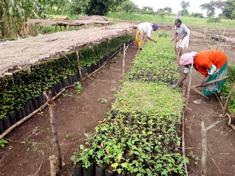 Sustainable Stoves Forest Conservation In The Ethiopian Highlands