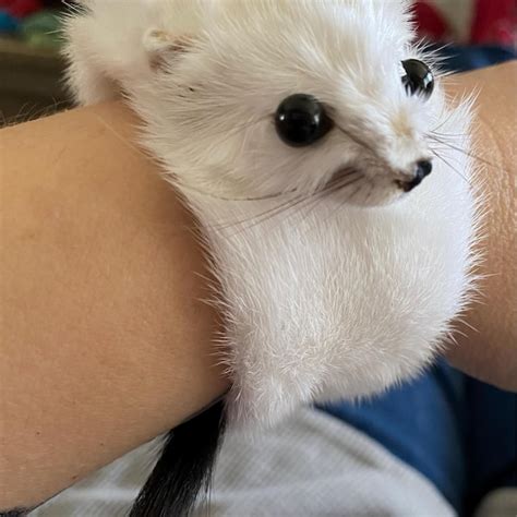 Weasel Slap Bracelet Sherman The Ermine White Ermine Slap Bracelet