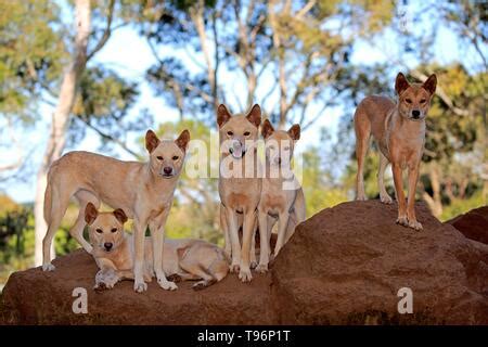 Dingos Canis Familiaris Dingo Adult Pack On Rocks Vigilant