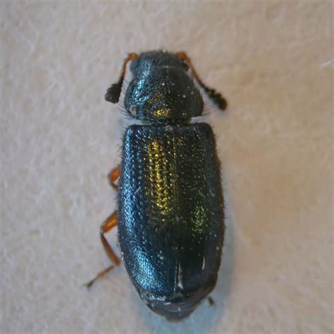 Redlegged Ham Beetle From 6 Miles SE Of Meeker Rio Blanco County CO