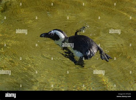 african penguin colony Stock Photo - Alamy