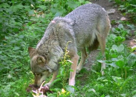 Besplatna slika: Divno, sresti, lijepa, crveni vuk, canis rufus