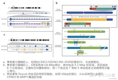 人基因组重测序系列 1 人基因组简介 知乎