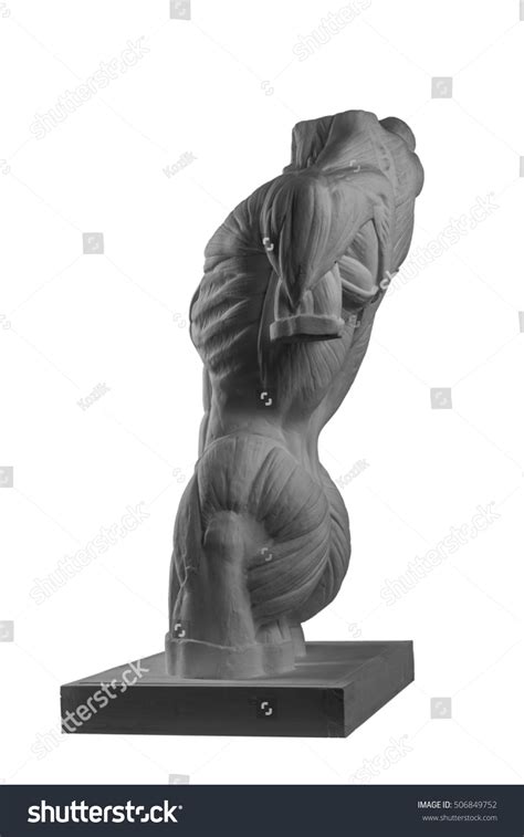 Plaster Statue Naked Man Torso Anatomical Stock Photo Shutterstock