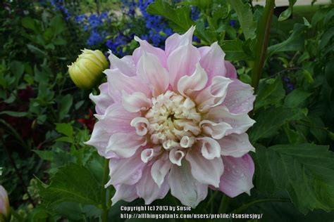 Photo Of The Bloom Of Dahlia Gitts Perfection Posted By 4susiesjoy