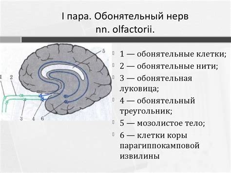 Черепно-мозговые нервы - презентация онлайн