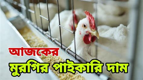 ৯ আগষ্ট 🐓 আজকের মুরগির পাইকারি দাম। ব্রয়লার ও সোনালী মুরগির দাম। Today