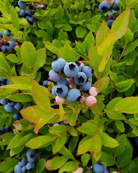 Wild blueberry harvest suffered in this year's drought