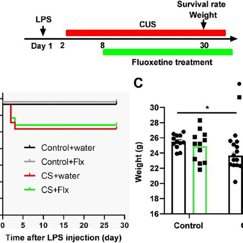 Survival Rate And Weight Changes A Schematic Timeline Of The