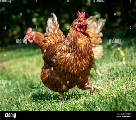 Free Range Chickens Hi Res Stock Photography And Images Alamy