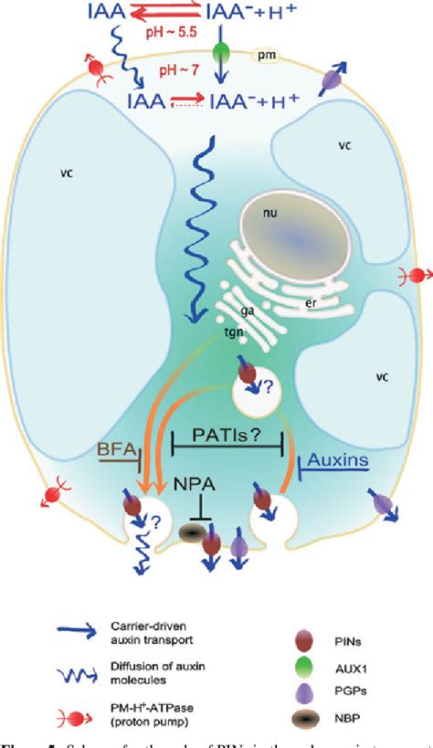 Figure 5 From Polar Transport Of The Plant Hormone Auxin The Role Of