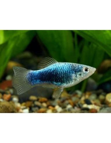 Platy Azul Tuxedo