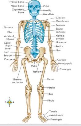 Patho II MSK Bones Flashcards Quizlet