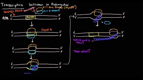 Transcription Part 3 Of 6 Initiation In Prokaryotes YouTube