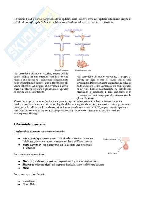 Istologia Modulo Di Citologia E Istologia