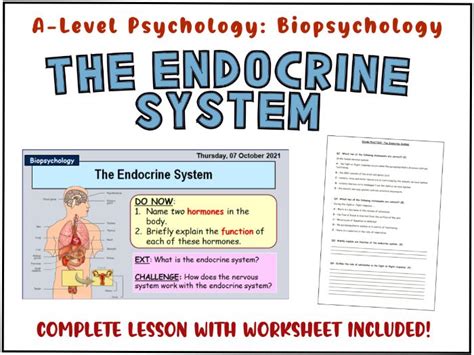 A Level Psychology The Endocrine System Year Biopsychology