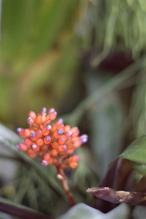 Free Images Nature Blossom Bokeh Leaf Flower Petal Green