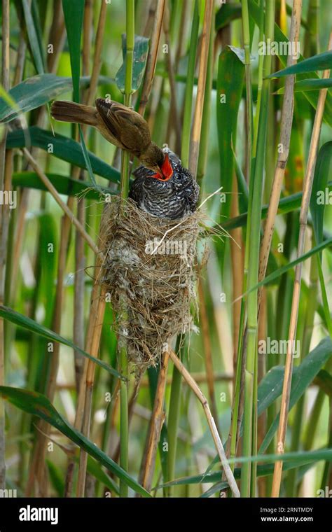 Common cuckoo (Cuculus canorus) being fed on the nest by the host bird ...