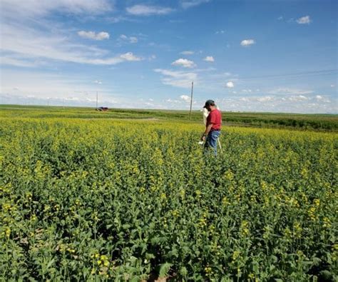 Insects Canola Encyclopedia