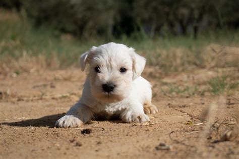 Les Diff Rentes Robes Du Schnauzer Nain Caract Ristiques Et Photos