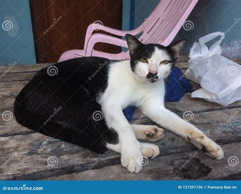 Black And White Cat Sitting On An Old Wooden Table Stock Photo Image