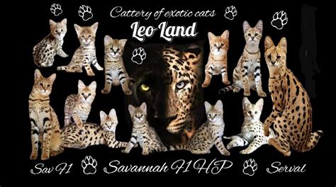 Savannahs F1, F1 HP 🐾🐆