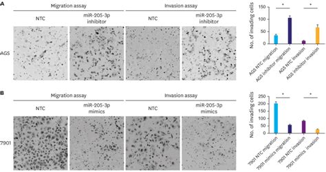 Mir P Affects The Invasiveness Of Human Gastric Cancer Cells A