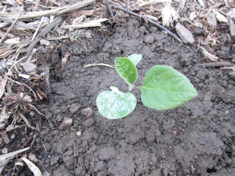 Kentucky Fried Garden: Planting Eggplant Seedlings in the Garden