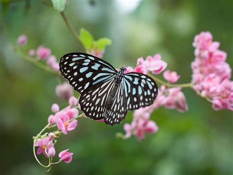 Significado Espiritual Da Borboleta Um Guia Completo