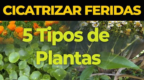 Naturaweb Tipos De Plantas Para Cicatrizar Feridas Youtube