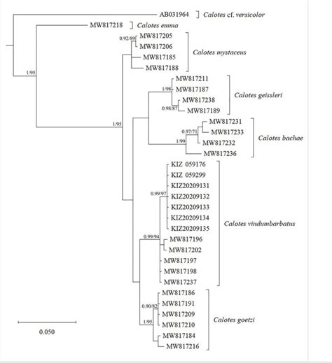 Bayesian Inference Tree Based On Mitochondrial S Rrna Sequences