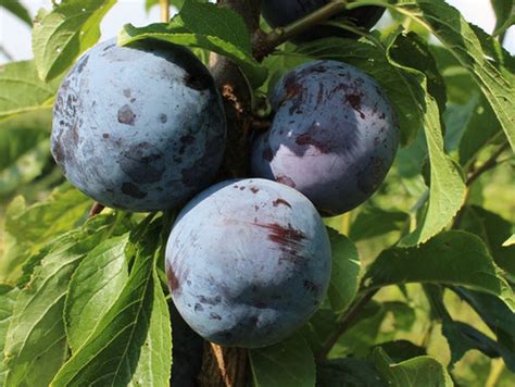 Catalina Plum Tree Trees Outlet Online