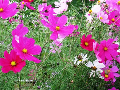 Cosmea Blumen Lila Kostenloses Foto Auf Pixabay Pixabay