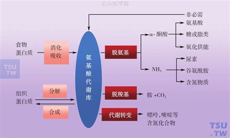 【附图】 氨基酸代谢 肿瘤恶液质 天山医学院