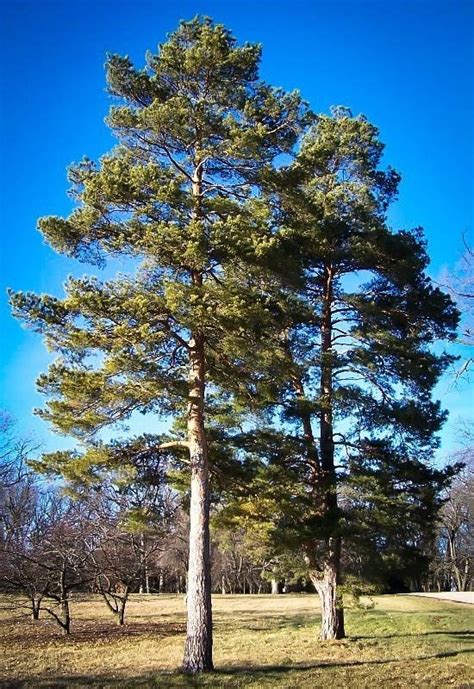 Coniferous Forests Characteristics Climate And Adaptions