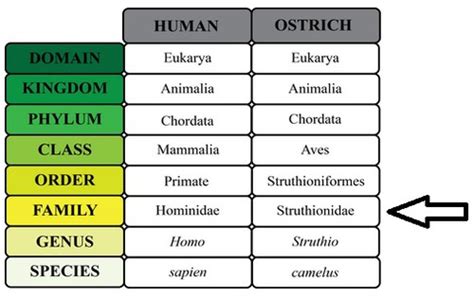 Classification Flashcards Quizlet