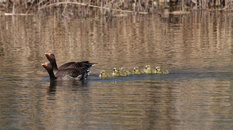 Geese Chick Spring Free Photo On Pixabay Pixabay