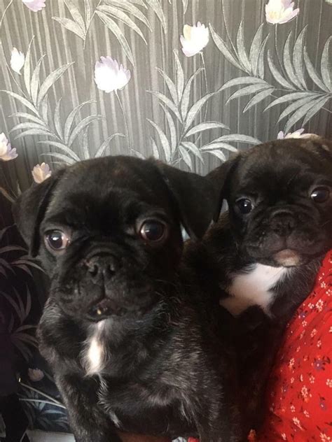 Frug puppies | in Grays, Essex | Gumtree