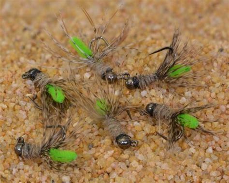 6 Flies Tungsten Peeping Caddis Jig Head Fly Euro Nymph Fishing