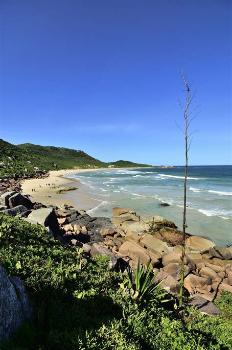 Banco de imagens de praia panorama mar costa árvore agua