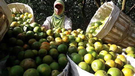 Komoditas Jeruk Sejarah Jenis Manfaat Produsen Dunia Dan Sentra