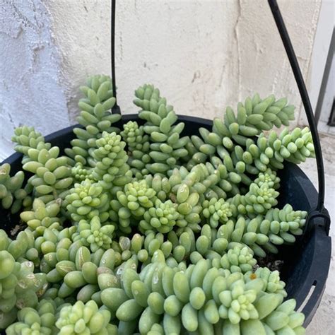 Donkeys Tail Burros Tail Succulent Cutting Etsy