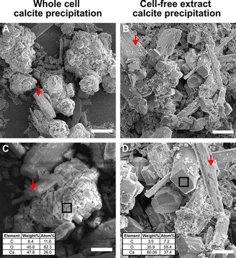 Sem And Eds Analysis Of Whole Cell And Cell Free Extract Induced