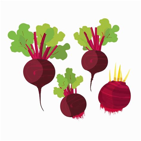 Premium Vector Set Of Handdrawn Beetroot Vector Stickers