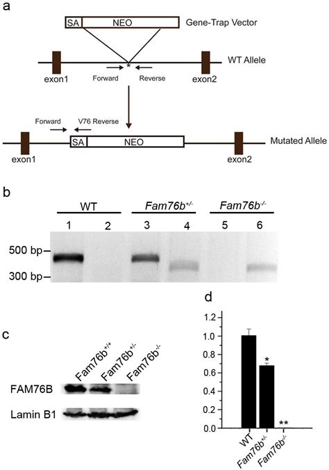 Figures and data in FAM76B regulates NF κB mediated inflammatory