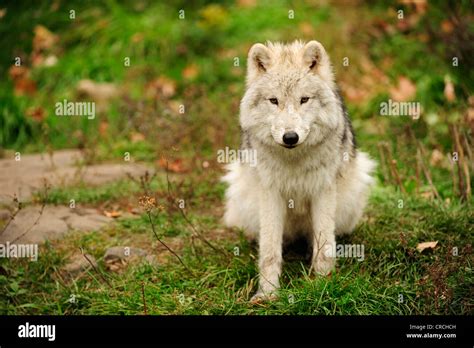 Polar Joven Lobo Lobo Blanco O Lobo Rtico Canis Lupus Arctos