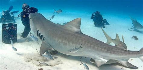 Tiger Sharks Diving In Fuvahmulah Maldives Scuba Diving Guide