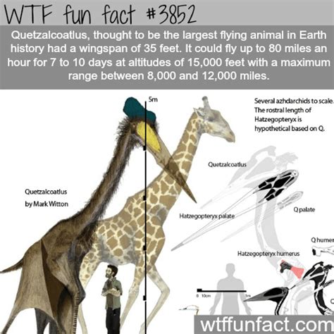 The Largest Flying Animal Ever