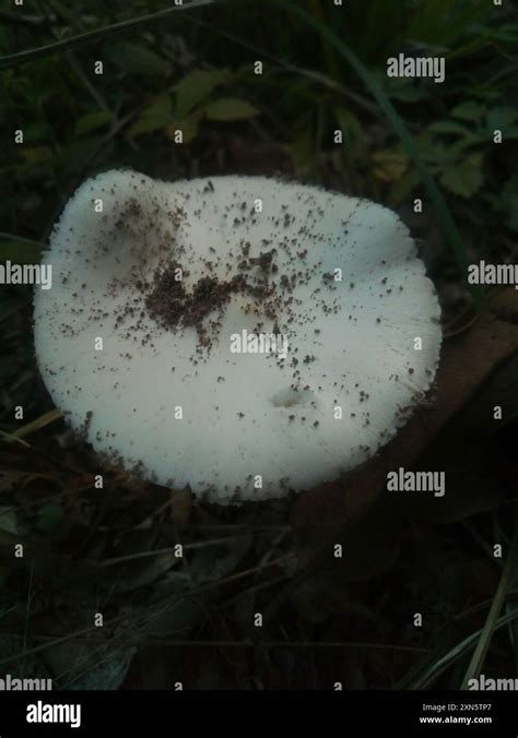 Eastern Destroying Angel Amanita Hi Res Stock Photography And Images