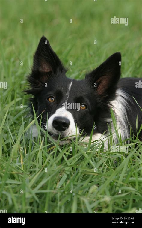 Border Collie Portrait Stock Photo Alamy